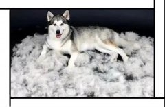 毛質(zhì)差、過度脫毛？華興重磅推出犬美毛處方糧