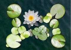 夏至丨夏花燦爛，愛至美好